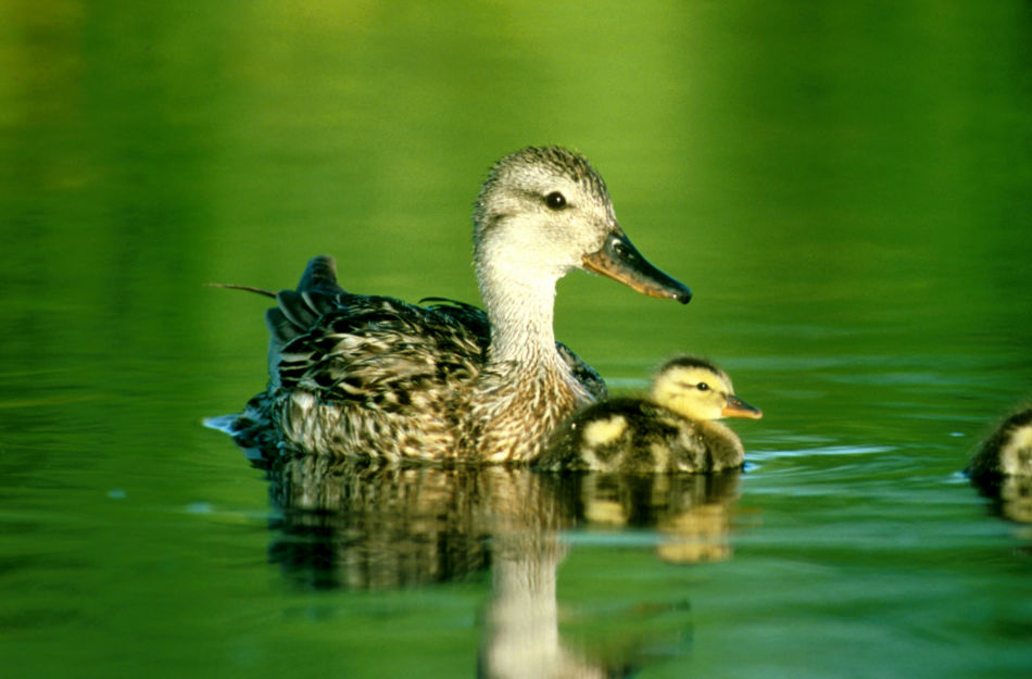 Gadwall Duck With Duckling