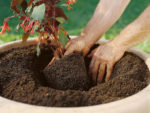 Soil Composition