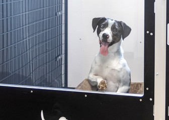 Country Club Care For Your Canine Companion 14 Canine Country Club