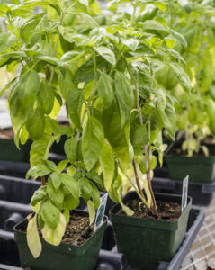 Growing Gifts 14 Am Issue 9 3 Print 1