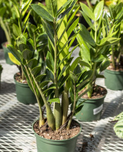 Growing Gifts 15 Am Issue 9 3 Print 2