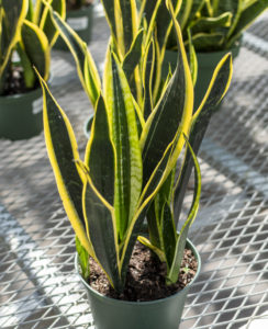 Growing Gifts 16 Am Issue 9 3 Print 3