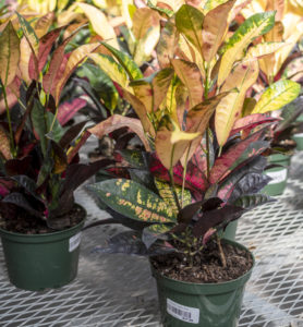 Growing Gifts 18 Am Issue 9 3 Print 5