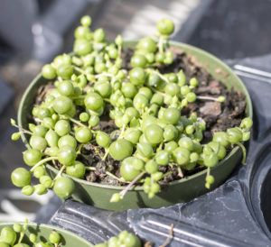 Growing Gifts 19 Am Issue 9 3 Print 6