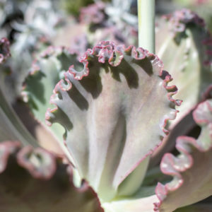 Growing Gifts 20 Am Issue 9 3 Print 7