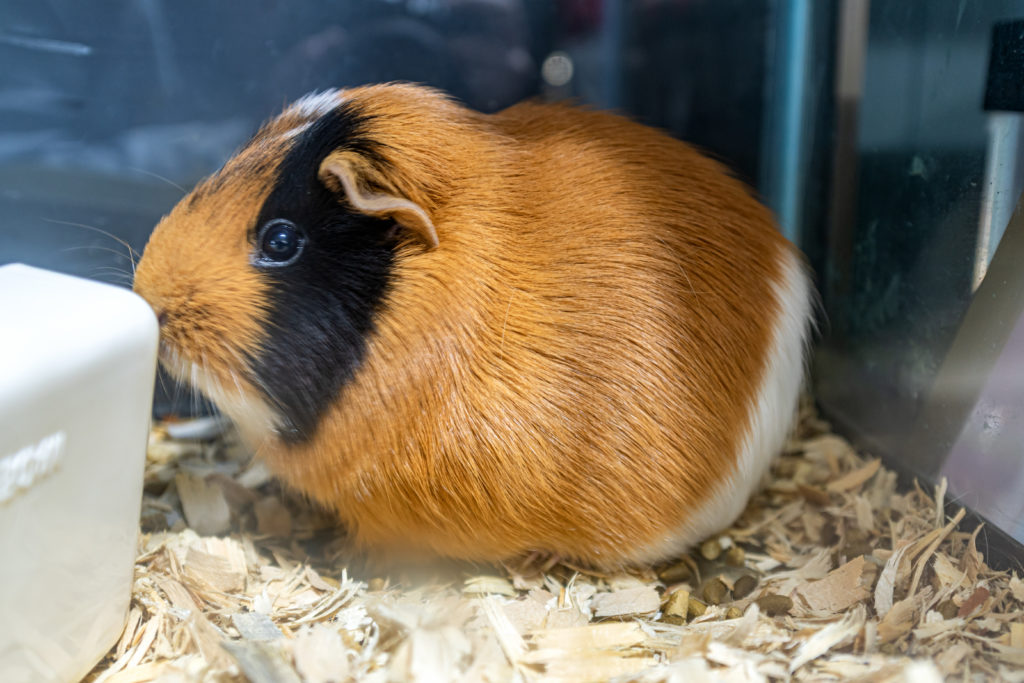 Making A Splash 44 Dsc 4696