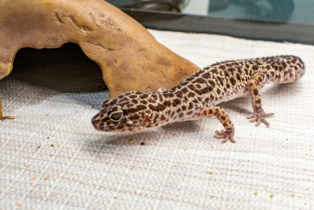 Making A Splash 42 Dsc 4785