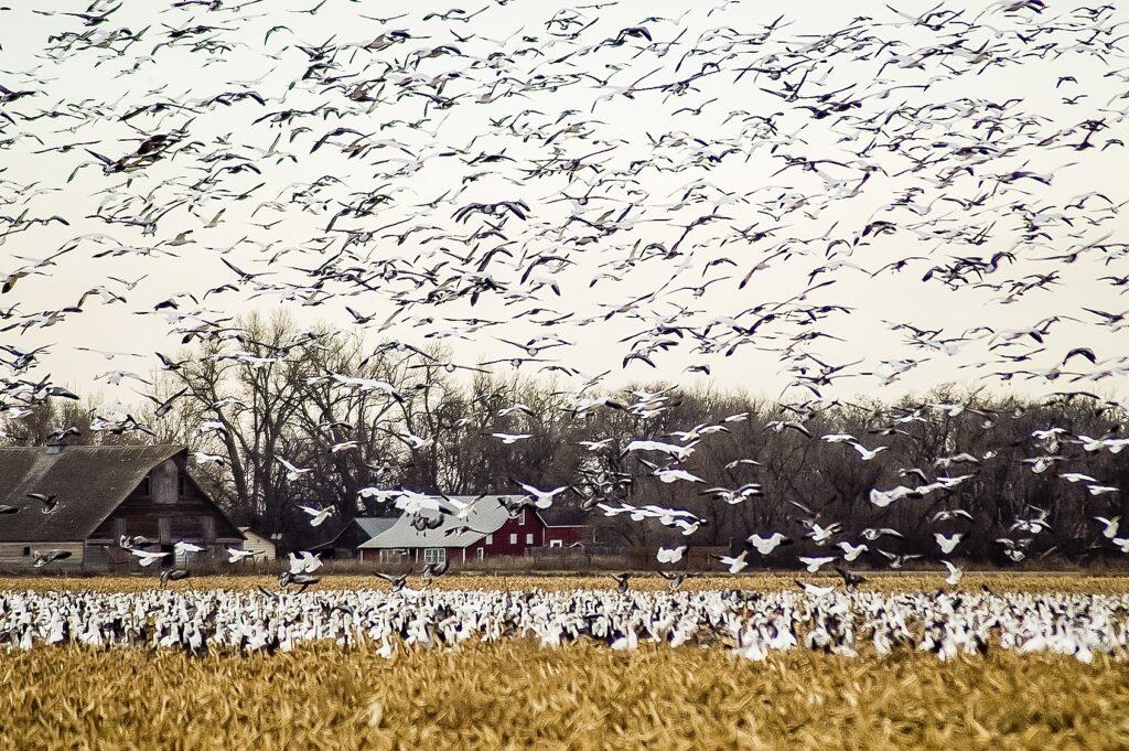 Geese