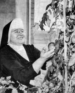 S. Louis Mannion With Tomato Plants Copy Enhanced Large