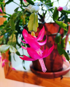 A Long Time Love For Gardening 39 Joel Murano