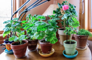 A Long Time Love For Gardening 40 Img 0984 Large