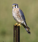 American Kestrel Enhanced Sr