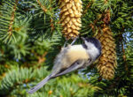 Black Capped Chickadee Enhanced Sr