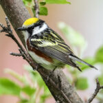 Chestnut Sided Warbler Enhanced Sr