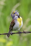 Dickcissel Enhanced Sr