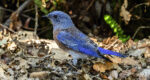 Western Bluebird Enhanced Sr