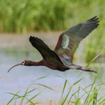 White Face Ibis Enhanced Sr