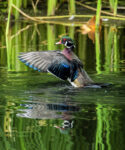 Wood Duck Enhanced Sr