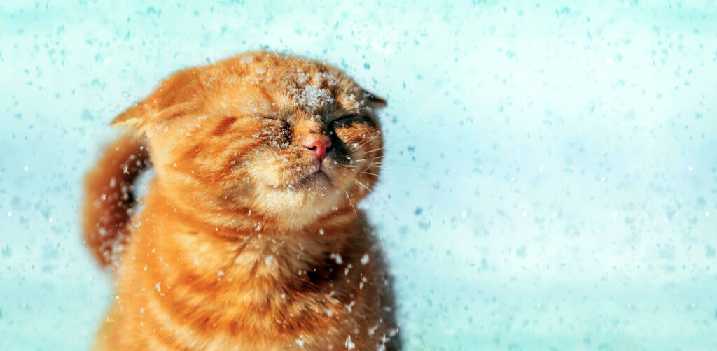 Funny Ginger Cat Enjoys Snow Winter 416511 7592