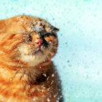 Cold Weather Safety Tips For Pets 7 Cold Weather Safety Tips For Pets