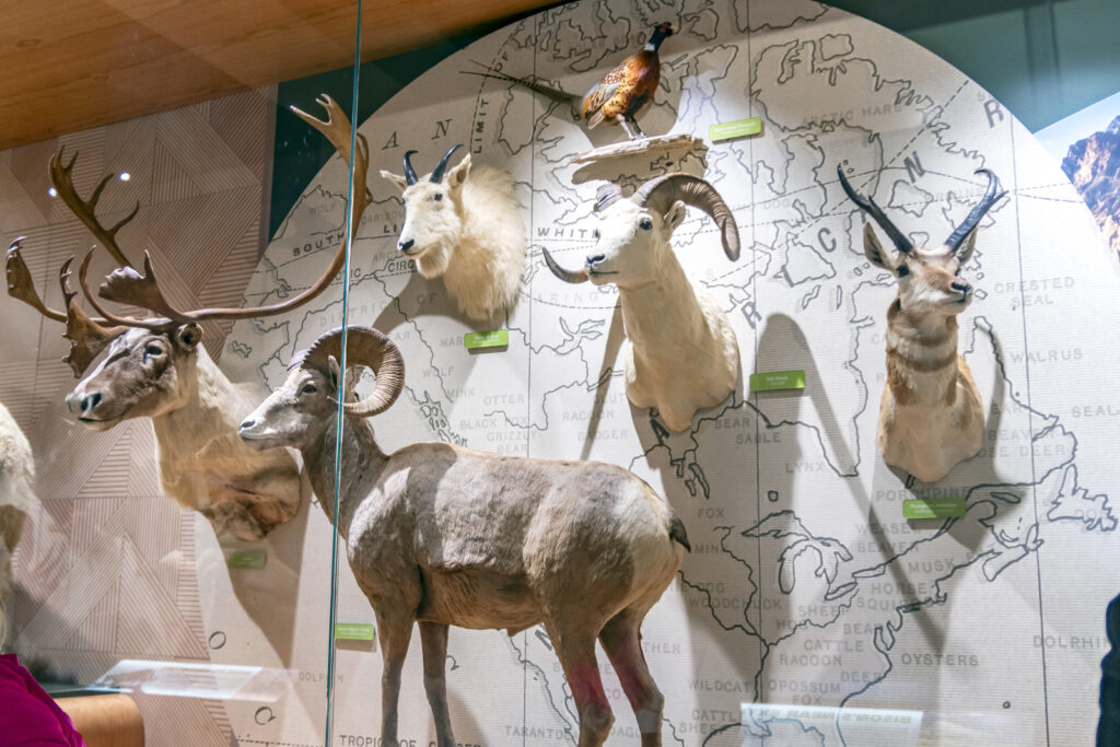 Dacotah Prairie Museum Welcomes New Exhibit 5 Dsc 7854 Copy
