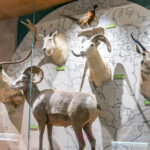 Dacotah Prairie Museum Welcomes New Exhibit 8 Dacotah Prairie Museum Welcomes New Exhibit