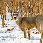 Artist Spotlight: Terry Salfrank